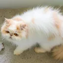 Why Does My Cat Play With Poop? 6 Possible Vet-Reviewed Reasons for This Behavior