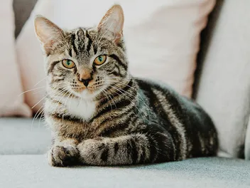 Megaesophagus in Cats: Signs, Causes & Treatments (Vet Answer)