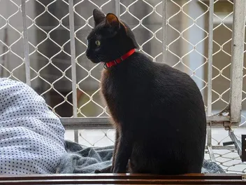 A Simple DIY Cat Fence Idea You Can Build Today (With Instructions)