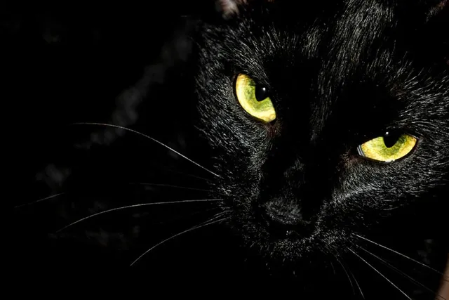 Are Demon Cats Real? Myths & History Revealed