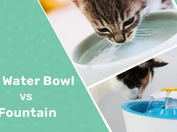 Cat Water Bowl vs Fountain: Main Differences (With Pictures)