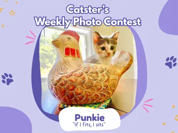 Catster’s Weekly Photo Contest Winners: If I Fits, I Sits (February 12, 2026)