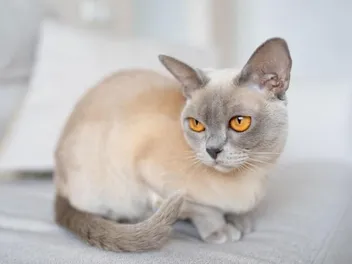 Lilac Burmese Cat: Info, Pictures, Facts & History