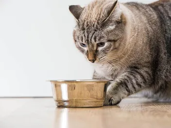 Why Does My Cat Try to Bury Her Food? 3 Vet-Reviewed Reasons for This Behavior