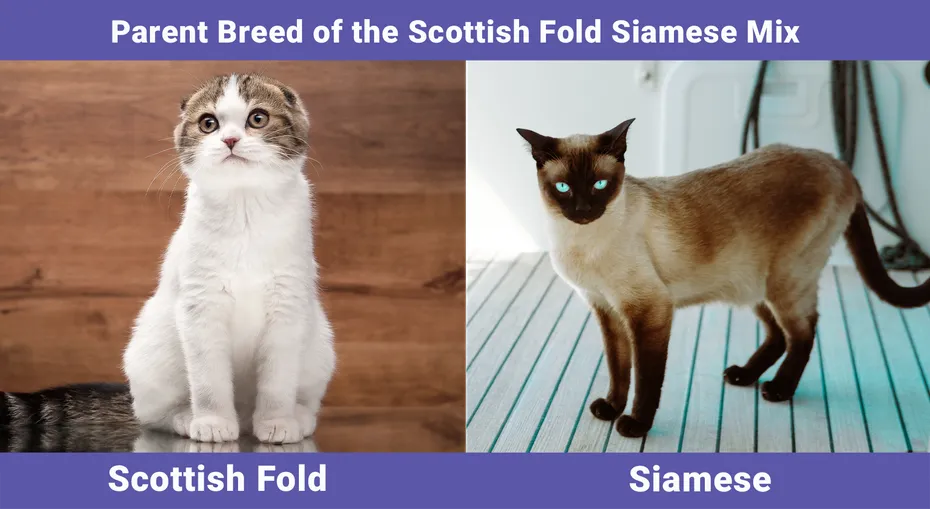Parent Breed of the Scottish Fold Siamese Mix