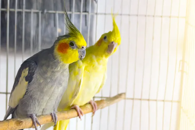 Can Cats and Birds Live Together? Vet Approved Facts & FAQ