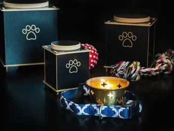 Is Cat Cremation the Right Option for Your Pet? Vet-Reviewed Guide
