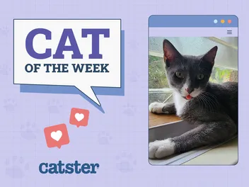 Catster Photo Contest: Cats of the Week Winners (April 3, 2025)