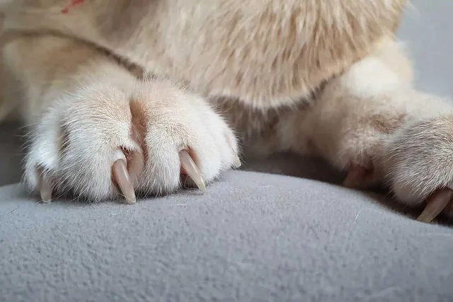 Cat Nails Splitting? Vet Approved Facts & Recommendations