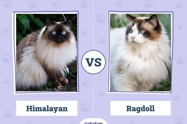 Himalayan Cat vs Ragdoll Cat: Vet-Verified Key Differences (With Pictures)