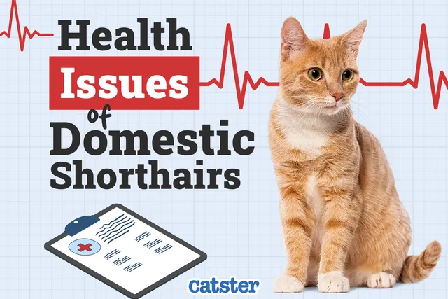 Domestic Shorthair Cat Health Problems: 15 Vet-Verified Issues