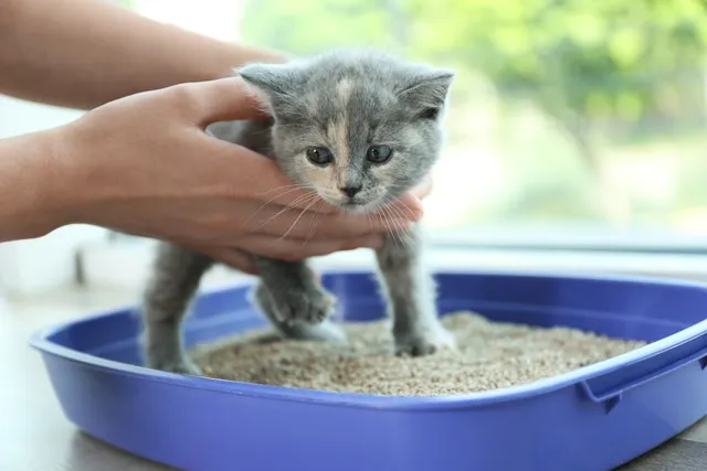How to Train Your Kitten to Use the Litter Box: 7 Vet-Approved Tips