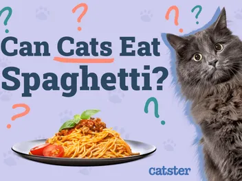 Can Cats Eat Spaghetti? Vet Reviewed Facts To Know!