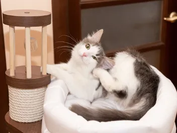 Does a Dryer Kill Fleas on Cat Bedding? Here’s What Science Says (Vet Answer)