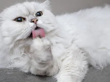 Chinchilla Persian Cat Breed: Info, Pictures, Temperament & Traits