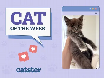 Catster Photo Contest: Cats of the Week Winners (December 19, 2024)