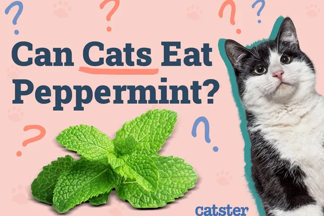 Can Cats Eat Peppermint? Vet-Reviewed Facts & Precautions