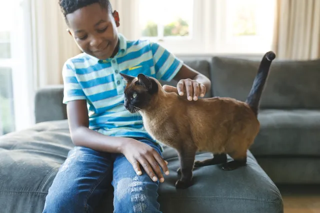 My Kids Want A Cat for Christmas: 7 Considerations & Next Steps