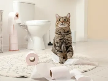 How to Cat Proof a Toilet Paper Holder: Vet-Reviewed Explanation & Tips