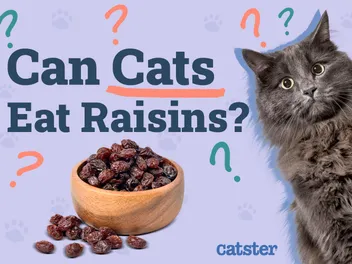 Can Cats Eat Raisins? Vet-Reviewed Facts & FAQ