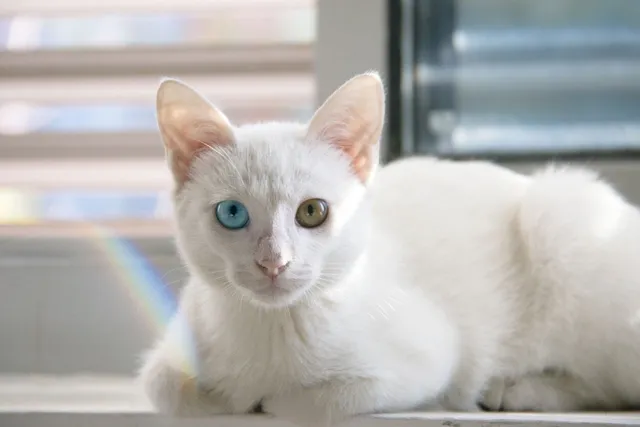 Khao Manee Cat Breed: Info, Pictures, Temperament & Traits