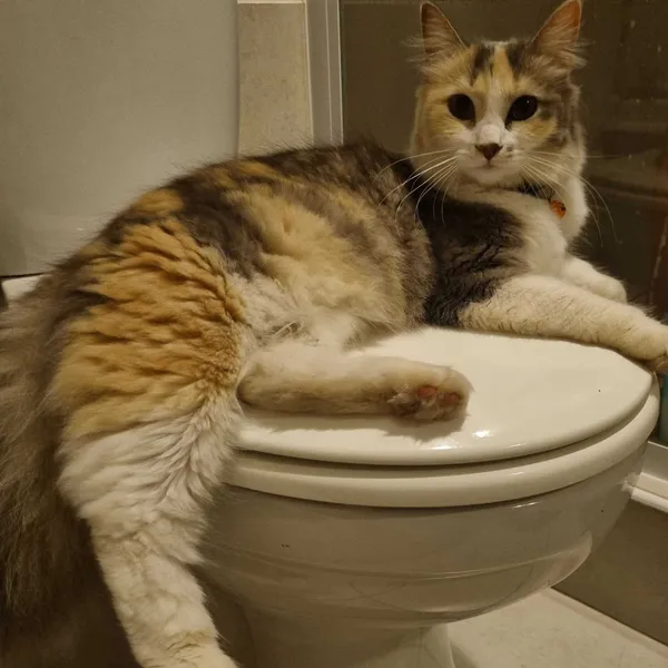 Safeguarding the humans