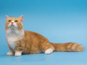 Are Munchkin Cats Hypoallergenic? Vet-Reviewed Info & Management Tips