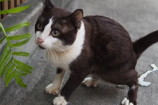 10 Surprising Facts About Cat Urination (Vet-Verified)