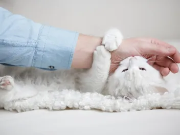 How to Discipline a Cat for Biting: 9 Tips & Tricks