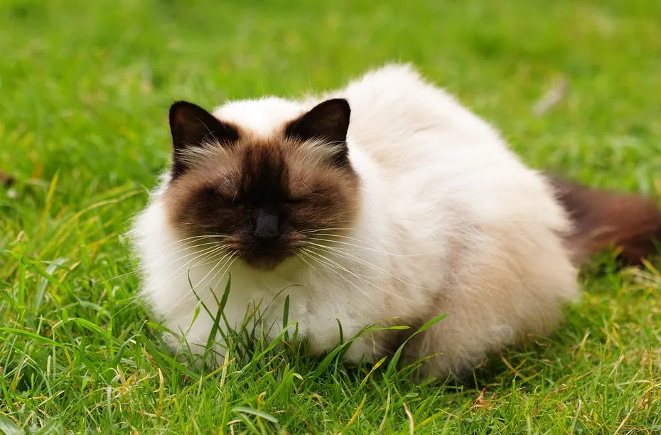 himalayan cat lying on grass