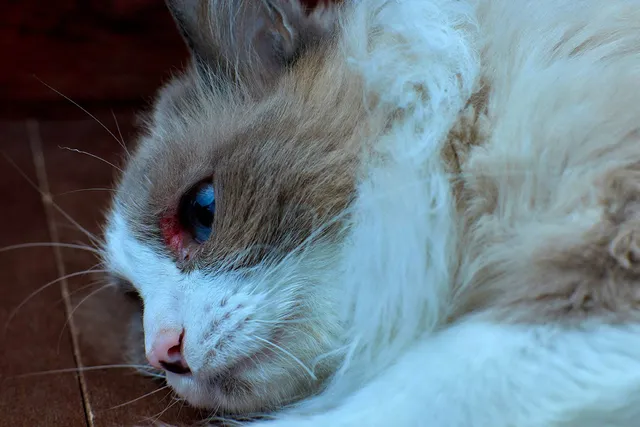 How To Clean A Cat's Wound - 7 Vet Approved Steps