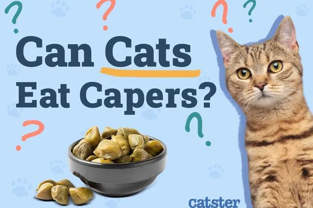 Can Cats Eat Capers? Vet-Reviewed Facts & FAQ