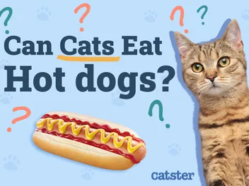 Can Cats Eat Hot Dogs? Vet-Reviewed Nutrition Facts & FAQ