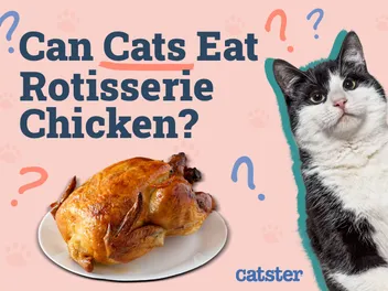 Can Cats Eat Rotisserie Chicken? Vet-Approved Risks & FAQ