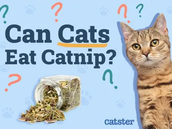 Can Cats Eat Catnip or Is It Just for Sniffing? Vet-Verified Facts