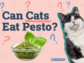 Can Cats Eat Pesto? Vet-Approved Risks & Safe Alternatives