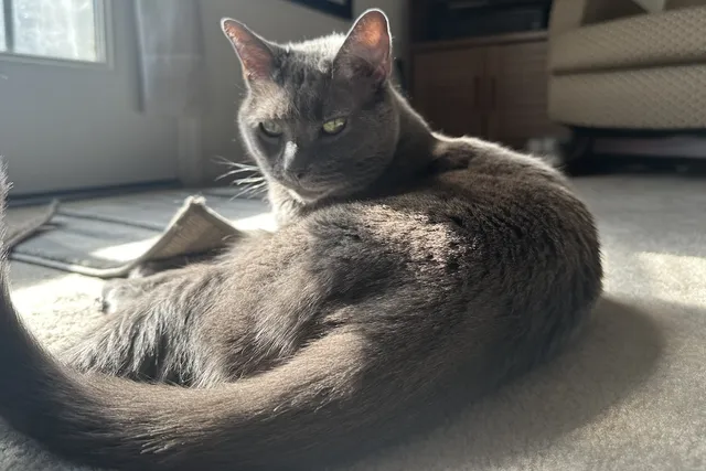 How Seasonal Changes Affect Your Cat’s Behavior: Olga’s Routine Modifications