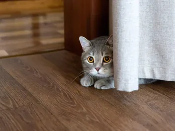 Can Cats Die From Stress? Vet-Approved Facts & Advice