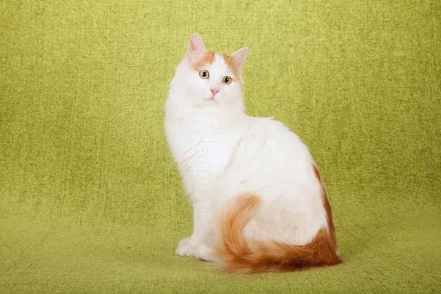 Turkish Van Cat Breed Info: Pictures, Temperament & Traits