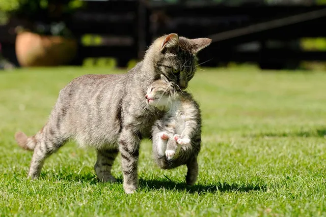 Why Do Cats Move Their Kittens? 3 Vet-Verified Reasons for This Behavior