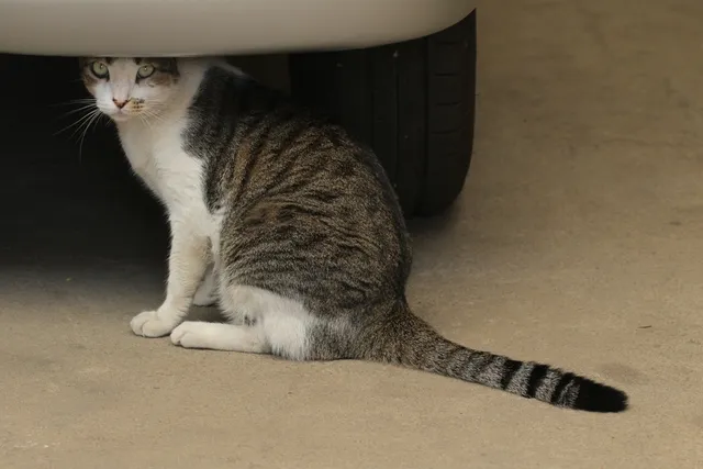 How to Get a Cat Out of the Garage (11 Vet-Reviewed Tips)