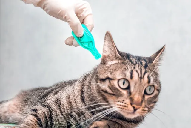 How to Prevent Tick Bites on a Cat: 6 Vet-Approved Methods