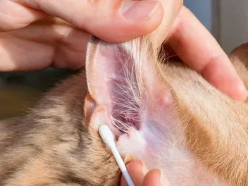 How to Clean Cat Ears: Vet-Approved Step-by-Step Guide