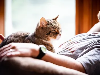 Do Cats Have an Alpha Human or Favorite Person? Vet-Verified Facts & Tips