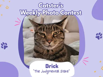 Catster’s Weekly Photo Contest Winners: The Judgmental Stare (March 12, 2026)
