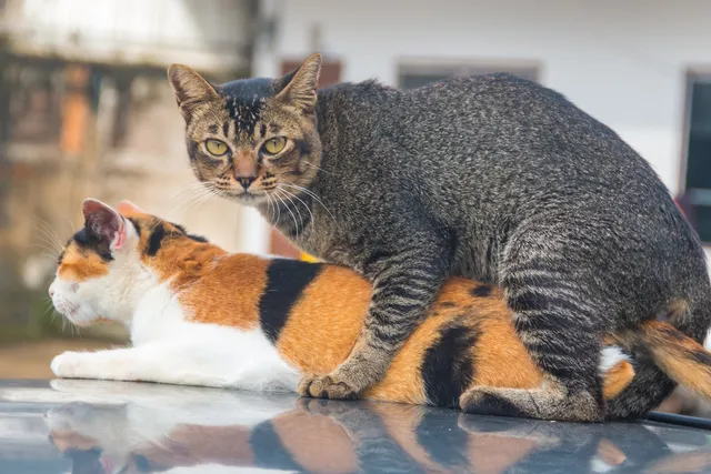 Cat Humping: Reasons They Do It, Prevention, Facts & FAQ (Vet Verified)