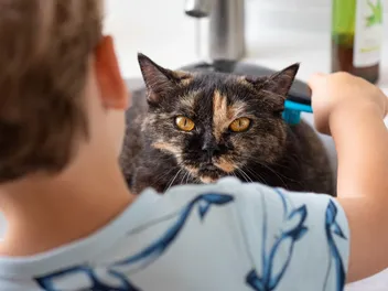 How to Help a Child Grieve the Loss of a Pet: 10 Tips to Overcome Sadness