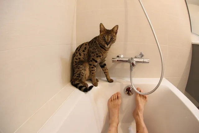 Do All Cats Hate Water? Vet-Verified Info & Bathing Tips