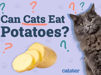 Can Cats Eat Potatoes? Vet-Reviewed Facts to Know