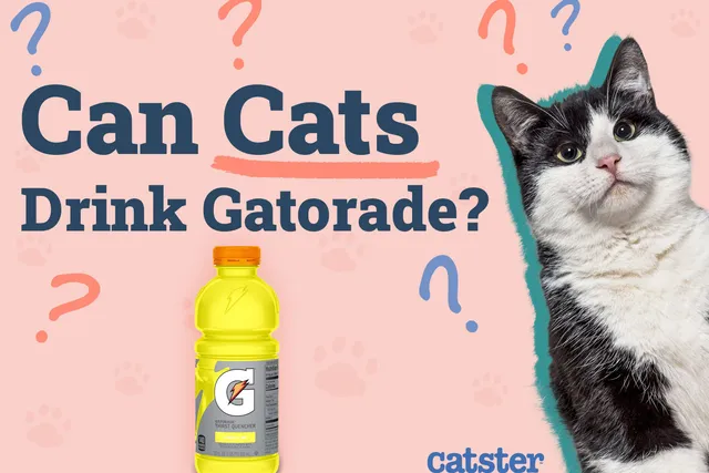 Can Cats Drink Gatorade? Vet Approved Nutritional Facts & FAQ